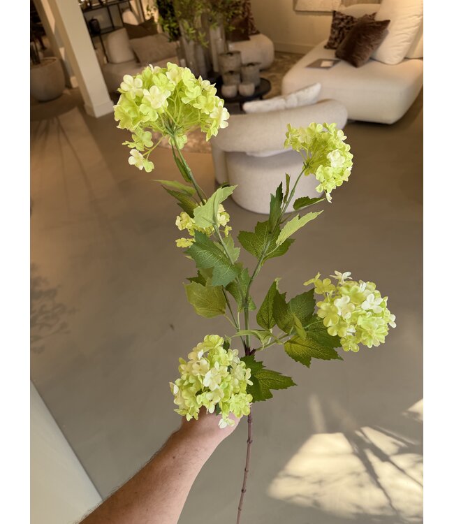 NU PUUR & GROEN Schneeballzweig Grün | 85 cm
