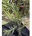 NU PUUR & GROEN Planta artificial de exterior - Bambú 175 cm - Resistente a los rayos UV