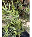 NU PUUR & GROEN Planta artificial de exterior - Bambú 175 cm - Resistente a los rayos UV