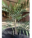 NU PUUR & GROEN Kunstig plante for utendørs bruk - Palme Chameadorea 90 cm - UV-bestandig