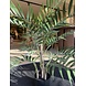 NU PUUR & GROEN Artificial plant for outdoor use - Palm Chameadorea 90 cm - UV-resistant NU PUUR & GROEN Artificial plant for outdoor use - Palm Chameadorea 90 cm - UV-resistant