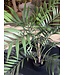 NU PUUR & GROEN Künstliche Pflanze für den Außenbereich – Chameadorea-Palme, 90 cm – UV-beständig