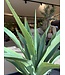 NU PUUR & GROEN Künstliche Pflanze für den Außenbereich – Agave 70 cm – UV-beständig