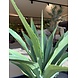 NU PUUR & GROEN Pianta artificiale per esterni - Agave 70 cm - Resistente ai raggi UV