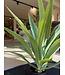 NU PUUR & GROEN Pianta artificiale per esterni - Agave 70 cm - Resistente ai raggi UV