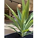 NU PUUR & GROEN Pianta artificiale per esterni - Agave 70 cm - Resistente ai raggi UV