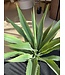 NU PUUR & GROEN Kunstplant voor buiten - Agave 70 cm - UV-bestendig