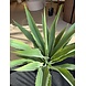 NU PUUR & GROEN Artificial plant for outdoor use - Agave 70 cm - UV-resistant