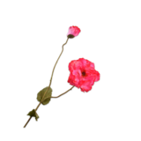 SILK-KA Klaproos Tak Beauty RT | 109 cm