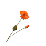 SILK-KA Mohnzweig Orange RT | 74 cm