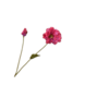 SILK-KA Poppy Branch Beauty RT | 74 cm