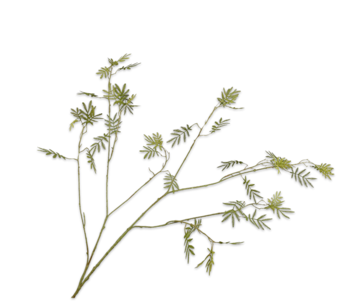 SILK-KA Branche de mimosa verte | 125 cm