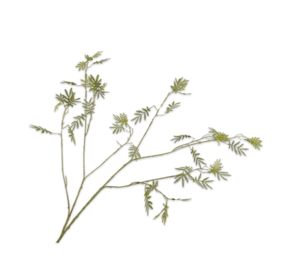 SILK-KA Branche de mimosa verte | 125 cm