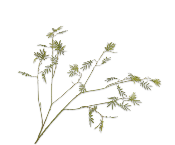 SILK-KA Rama de mimosa verde | 125 cm