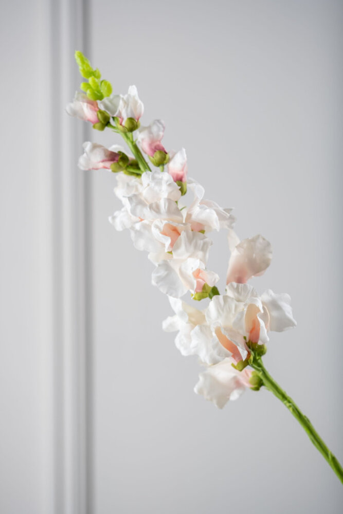 SILK-KA Bocca di leone crema/rosa | 81 cm