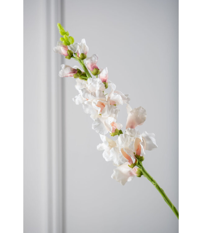 SILK-KA Snapdragon Cream/Pink | 81 cm