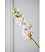 SILK-KA Snapdragon Crème/Rose | 81 cm