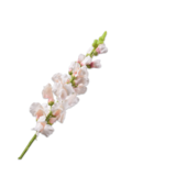 SILK-KA Bocca di leone crema/rosa | 81 cm