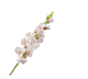 SILK-KA Löwenmäulchencreme/Rosa | 81 cm