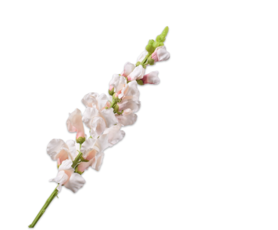 SILK-KA Snapdragon Kremfarget/Rosa | 81 cm
