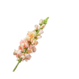 SILK-KA Snapdragon-stilk fersken | 81 cm