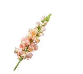 SILK-KA Snapdragon-stilk fersken | 81 cm