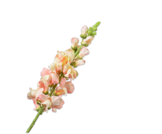 SILK-KA Leeuwebek Steel Perzik | 81 cm