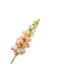 SILK-KA Melocotón de tallo de boca de dragón | 81 cm