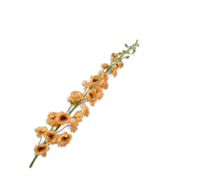 SILK-KA Delphinium Steel Oranje | 127 cm