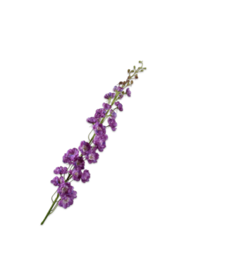 SILK-KA Delphinium Acero Púrpura | 127 cm