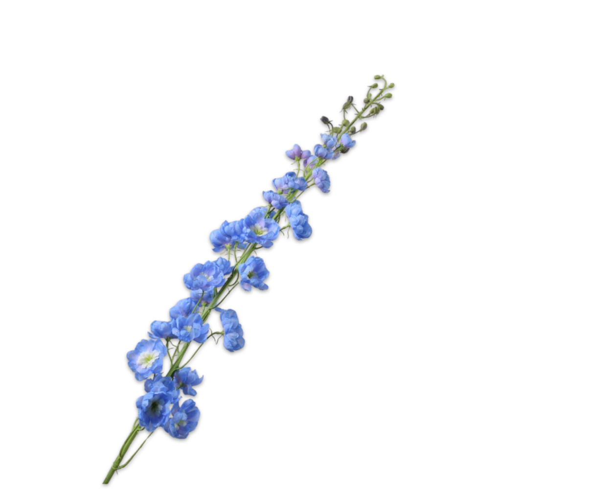 SILK-KA Delphinium stålblå | 127 cm