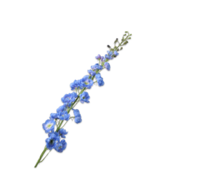 SILK-KA Delphinium Azul Acero | 127 cm