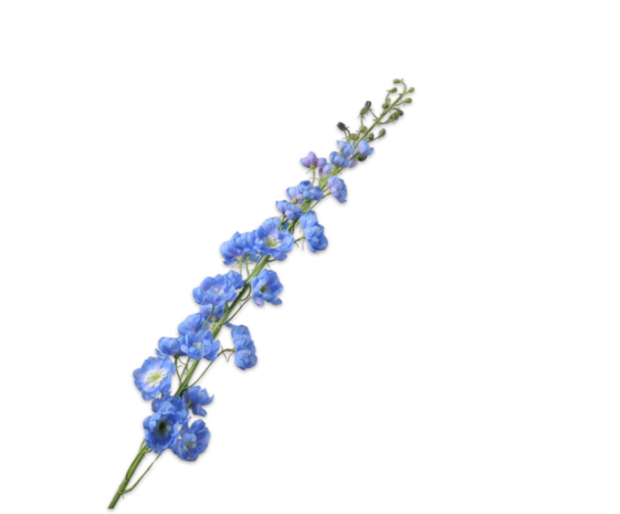 SILK-KA Delphinium Bleu Acier | 127 cm