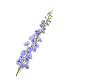 SILK-KA Lavanda de tallo de delfinio | 127cm