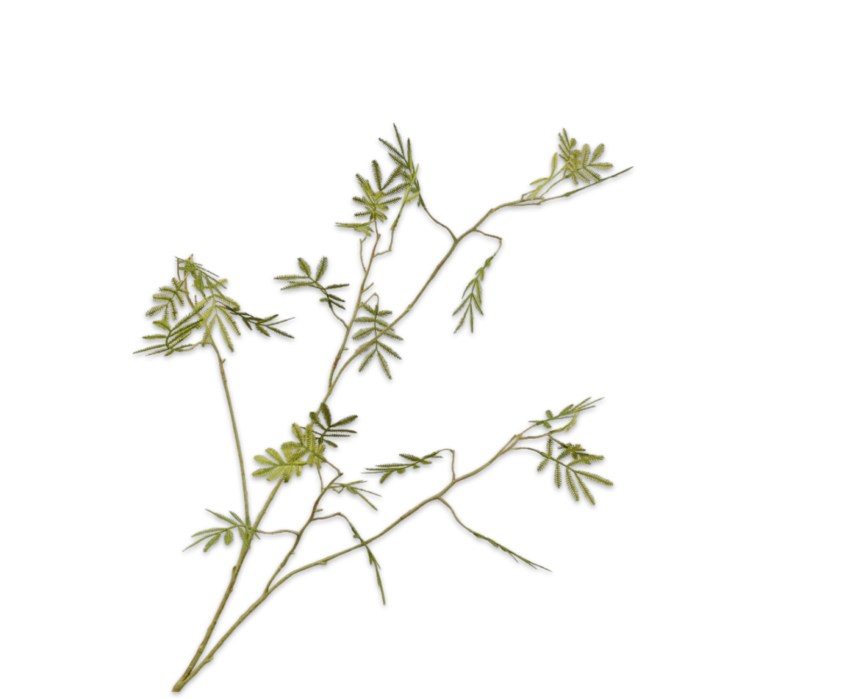 SILK-KA Ramo di mimosa verde | 96 cm