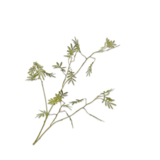 SILK-KA Rama de mimosa verde | 96 cm