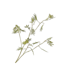 SILK-KA Ramo di mimosa verde | 96 cm