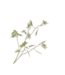 SILK-KA Branche de mimosa verte | 96 cm