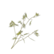 SILK-KA Mimosa Branch Green | 96 cm