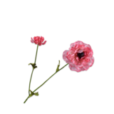 SILK-KA Branche de renoncule rose RT | 63 cm