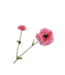 SILK-KA Ranonkel Tak Roze RT | 63 cm