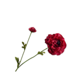 SILK-KA Ranonkel Tak Beauty RT | 63 cm