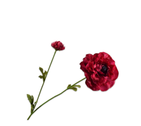 SILK-KA Ranonkel Tak Beauty RT | 63 cm