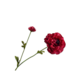 SILK-KA Ranunculus Branch Beauty RT | 63 cm