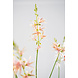 SILK-KA Crocosmia Branch Pink/Green | 117 cm