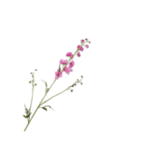 SILK-KA Schöner Rittersporn | 101 cm