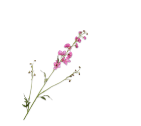 SILK-KA Delphinium Tak Beauty | 101 cm