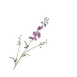 SILK-KA Delphinium Branch Lavender | 101 cm