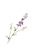 SILK-KA Delphinium Tak Lavendel | 101 cm