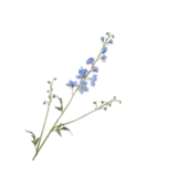 SILK-KA Blauer Rittersporn | 101 cm